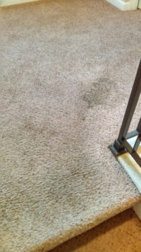 Quick Dry Carpet Cleaning Cincinnati